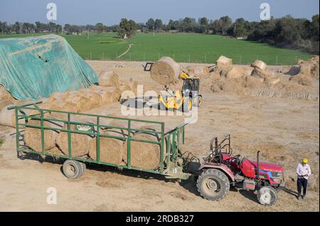 INDIEN, Punjab, Lehragaga, VERBIO Biogasanlage Verarbeitung von Rohreis zu CNG Biogas und Kompost, früher wurde das Reistroh vom Landwirt, Strohballenlager / INDIEN, VERBIO Biogasanlage gewinnt aus der Fermentation von Reis Stroh hochwertiges CNG Biogas und Kompost auf den Feldern verbrannt, Früher war das Reisstroh von den Landwirten auf den Feldern abgebrannt, Lager mit Strohrundballen, Hintergrund Weizenfeld, hier wird in Fruchtfolge Weizen und Reis angebaut Stockfoto