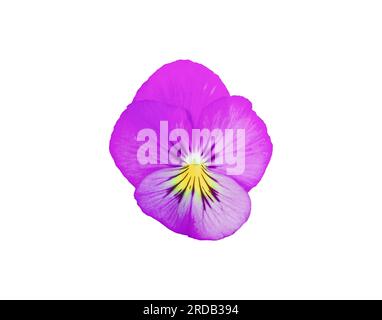 Lila Weichei isoliert auf weißem Hintergrund. Violet Pansies Blumengarten Ikone. Blühende Viola wirttrockiana Pflanze ausgeschnitten. Nahaufnahme von lila Viola Stockfoto