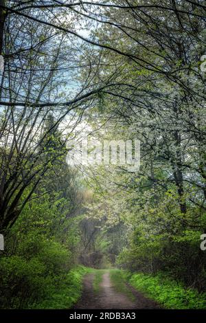 Pfad im grünen Gras in der Nähe des Quellwaldes. Geheimnisvolle Frühlingslandschaft mit Wanderwegen und blühenden Bäumen im Wald. Landweg durch Sommeranlage Stockfoto