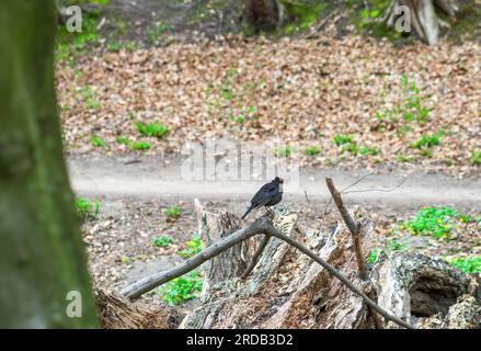 Blackbird sitzt auf einem Ast eines gefallenen Baumes im Frühlingswald. Echter schwarzer Vogel im Wald. Turdus Merula sitzt auf einem Zweig im Wald Stockfoto