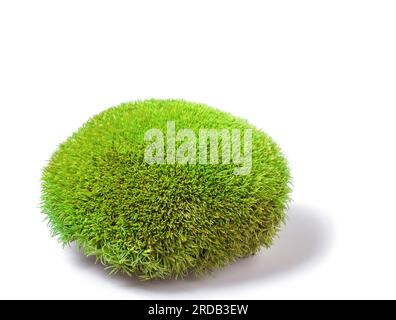 Grünes Tuft-Leucobryum-Moos auf weißem Hintergrund. Leucobryum glaucum oder Pincushion bryophyte, die Grasverschlüsse wachsen. Dekoratives Nadelkissen, ganzjährig, gro Stockfoto