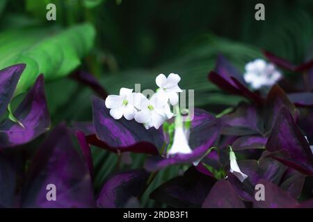 Falsche Shamrock-weiße Blumen in dunkelvioletten Blättern. Die Perennialpflanze Oxalis triangularis in der Familie Oxalidaceae. Blühendes Purple Shamrock mit Three hea Stockfoto