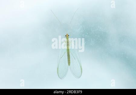 Grüne Schnürsenkel, die auf schmutzigem Fensterglas sitzen. Chrysopidae kleine Insekten Ordnung Neuroptera oder Netzflügelinsekten Nahaufnahme Stockfoto