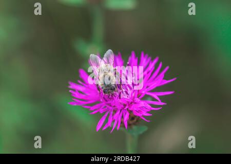 Honigbiene auf rosa Brownray Knapweed Blume sammelt Pollen auf der Sommerwiese. Honigbiene sitzt auf Centaurea Jacea, einer lila blühenden Wildblume. Insektenpolster Stockfoto