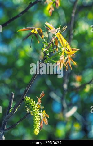 Walnussblüten im Frühlingslichtpark Juglans ist ein blühender Zweig mit unscharfem grünen Bokeh-Hintergrund. Männliche Blumen und junge rote Blätter, die mir wachsen Stockfoto