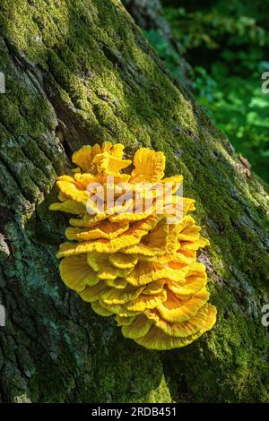Große gelbe Hähnchen-Pilze wachsen auf Baumrinde im Sommerwald. Auf Baumstämmen wachsender Laetiporus-sulureus-Brackelpilz. Großer Schwefel Stockfoto