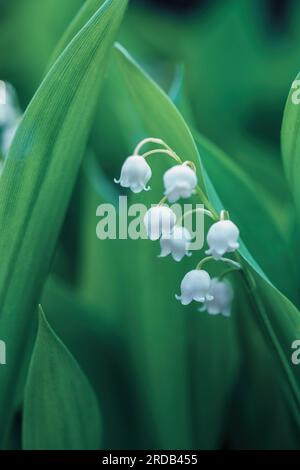 Weiße Lilien der Tallblumen, die im Frühlingsgarten wachsen. Schönheit die Wildblumen der Convallaria majalis wachsen zwischen grünen Blättern in der Nahaufnahme des Waldes. Becher Stockfoto