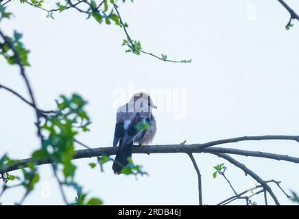 Eurasian Jay sitzt auf einem Baum im Quellwald, Rückblick. Garrulus glandarius hoher Vogel im Sommerpark, Rückansicht Stockfoto