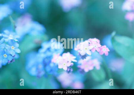 Verwaschener Blumenhintergrund mit blauen, rosafarbenen Farben, vergessen-mich-nicht-kleine Blumen. Die verschwommene Myosotis (Forgetmenot) wächst auf der Sommerwiese. Weichfokus Cu Stockfoto