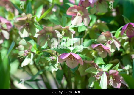 Die rosa Hellebores blühen im sonnigen Frühlingsgarten. Wunderschöne Helleborus purpurascens blühende Blütenköpfe. Lenten Hellebore oder Christmas Rose pla Stockfoto