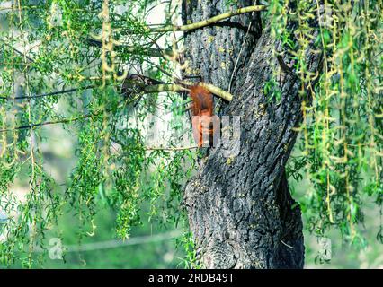 Das rote Eichhörnchen, das auf einer Weide sitzt und Nüsse isst. Sciurus vulgaris befindet sich im Frühlings-Sonnenlichtpark Stockfoto