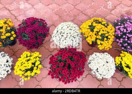 Chrysanthemen Tapete. Heller, malerischer Hintergrund. Blühende Chrysanthemen-Knospen im Herbst. Stockfoto