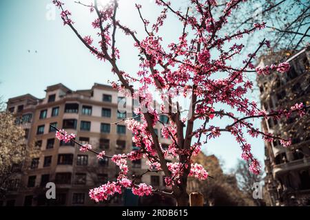 Barcelona: Ein Baum voller zarter rosa Blumen steht im Mittelpunkt, umarmt von der Pracht eines alten Gebäudes. In warmes Sonnenlicht getaucht und gerahmt Stockfoto