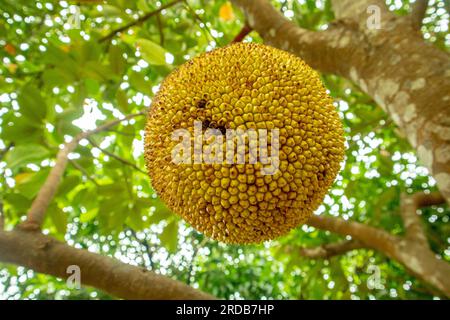 Jackfrucht auf Baum im Garten. (Wissenschaftliche Bezeichnung - Artocarpus heterophyllus) Stockfoto