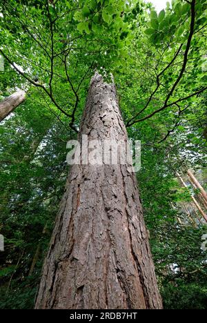 Hohe Kiefernrinde in Waldlandschaft, norfolk, england Stockfoto