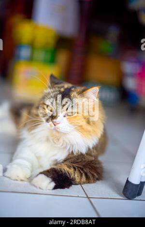 Katzenporträt auf einer Straße in Phuket Thailand Stockfoto