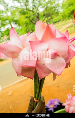 Wunderschöne pinkfarbene Lotusblume auf der Hand mit selektivem Fokus. Stockfoto