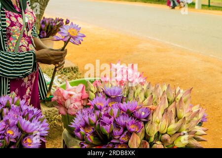 Eine Frau, die Lotusblumen auf dem Markt verkauft. Auf dem Land in Sri Lanka Stockfoto