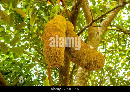 Zwei Jackfrucht auf einem Baum im Garten. (Wissenschaftliche Bezeichnung - Artocarpus heterophyllus) Stockfoto