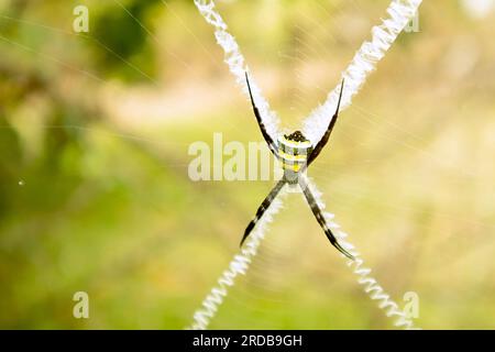Spinne auf einem Spinnennetz im Wald. Makrofotografie der Natur. Stockfoto
