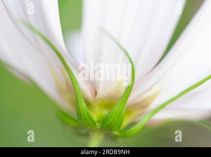 Eine wunderschöne weiße Cosmos-Blume, fotografiert mit einer sehr geringen Schärfentiefe für einen weichen Effekt Stockfoto
