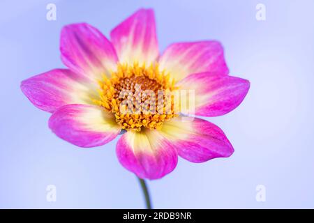 Ein Blick aus nächster Nähe auf eine spektakuläre Blume der gelben und weißen Dahlia, fotografiert vor einem violetten Hintergrund Stockfoto