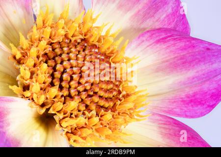 Ein Blick aus nächster Nähe auf eine spektakuläre Blume der gelben und weißen Dahlia Stockfoto
