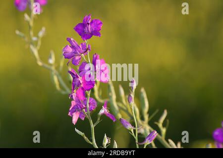 Consolidda orientalis – Orientaler Ritter-Sporn im verschwommenen Hintergrund. Nahaufnahme Wildblumen Stockfoto