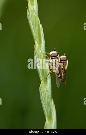 Eupeodes Corollae paart sich auf einer Grasklinge, Platz für Text. Isolierter Hintergrund Stockfoto