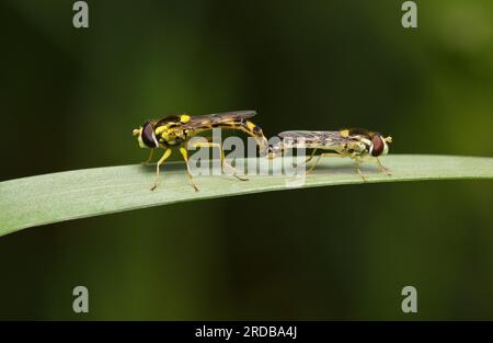 Langer Hoverfly Sphaerophoria scripta, paarend auf Pflanzen. Wertschätzung von Insekten und Paarung Stockfoto