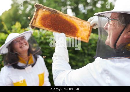 Ein leitendes apikulturistisches Paar analysiert Honigwabenrahmen im Bienengarten Stockfoto