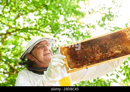Männlicher Imker, der im Sommer Honigwaben aus dem Bienenstock im Garten hält Stockfoto