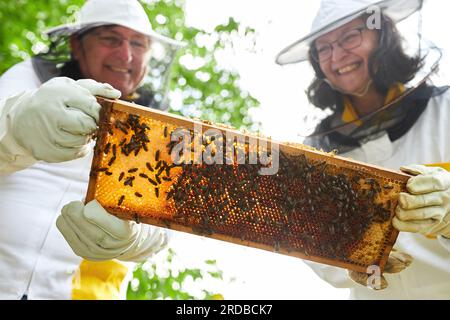 Ein kleiner Blickwinkel auf einen glücklichen weiblichen und männlichen Imker, der Wabenrahmen im Bienengarten analysiert Stockfoto