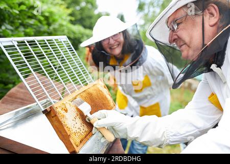 Leitender Imker, der Bienenwachs auf einem Rahmen mit Gabel in der Nähe von weiblichen Imkerinnen im Garten abwackelt Stockfoto