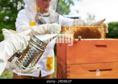 Gekürzte Hände eines Mädchens, das Raucher in der Nähe eines älteren männlichen apikulturellen Arztes hält, der Honigwabenrahmen auf dem Bienenstock auf der Farm hält Stockfoto