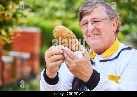 Lächelnder männlicher Imker, der im Sommer Honigwaben im Bienengarten analysiert Stockfoto