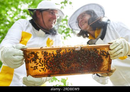 Lächelnde weibliche und männliche Imker, die Wabenrahmen im Bienengarten analysieren Stockfoto