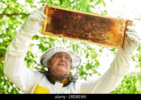 Der niederschwellige Blick auf den männlichen Chefarzt, der Bienenstöcke im Bienengarten untersucht Stockfoto
