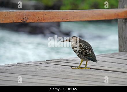 Galapagos Lava Reiher auf dem hölzernen Pier auf Santa Cruz Island Stockfoto
