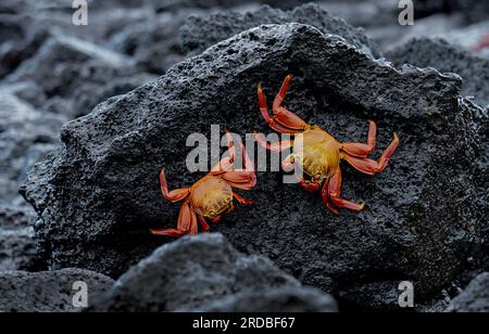 Zwei Sally Lightfoot Krabben auf den vulkanischen Felsen, Santa Cruz, Galapagos Stockfoto