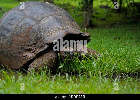 Nahaufnahme der Galapagos-Riesenschildkröte, Santa Cruz Island Stockfoto