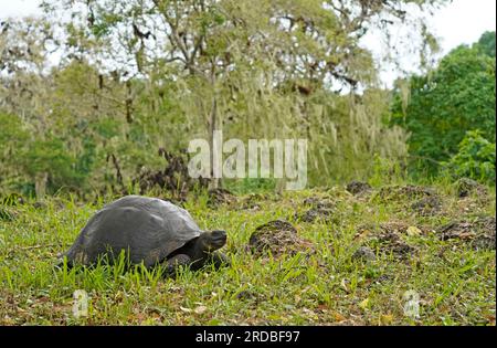 Galapagos-Riesenschildkröte, die im Wald spaziert, Santa Cruz Stockfoto