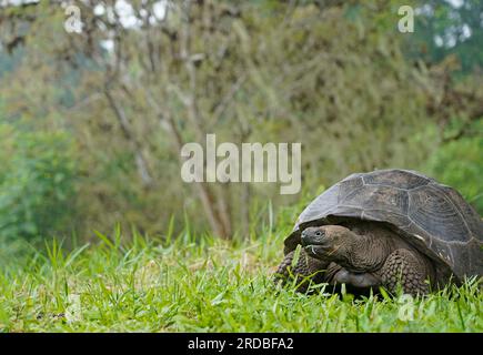 Galapagos Riesenschildkröte, die auf dem Feld spaziert Stockfoto