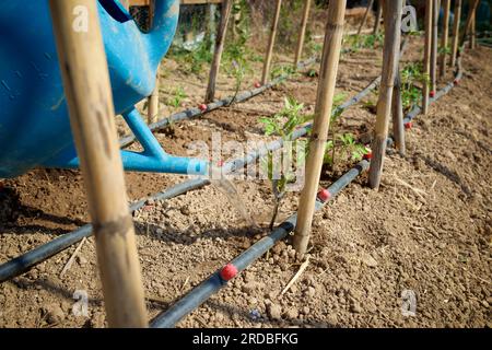 Bauer, der in einem neu gepflanzten Obstgarten Setzlinge mit einer Gießkanne bewässert Stockfoto