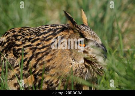 Porträt einer Eule des Eurasischen Adlers (Bubo-Bubo) Stockfoto