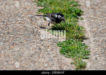 Gestrickter Wagtail Motacilla alba ssp yarellii, schwarzer und weißer Vogel mit langem Schwanz mit weißen Rändern, weißem Gesicht, schwarzen Beinen und weißer Unterseite Stockfoto