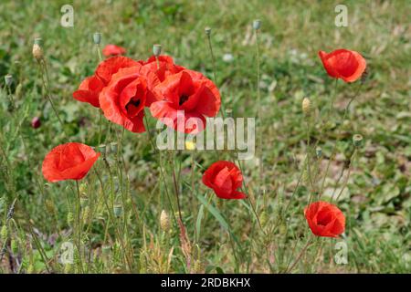 Mohn Mohn Mohn Papaver Rhoeas, rote Wildblume mit dunkler Mitte vier große überlappende Paprika rote Purpurblüten pro Stiel mit Ovoid Seed Kapsel Stockfoto