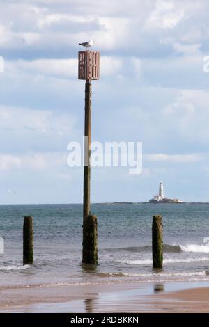 St. Marys Light House Whitley Bay mit Möwen-Blick von Blyth Stockfoto