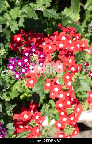 Foto einer blühenden Verbena mit bunten Blütenblättern und grünen Blättern Stockfoto