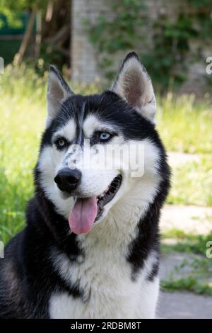 Foto: Sibirischer Husky mit verlängerter Zunge, blauen Augen und wegschauen Stockfoto